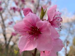 景点-汉拿树木园