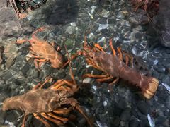 -凯莉-塔尔敦海洋生物水族馆