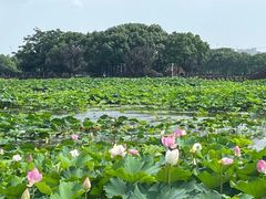 -荷塘月色湿地公园·向阳花洲