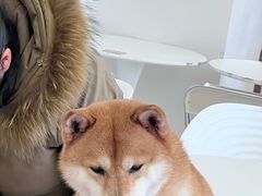 -怪兽屋·羊驼·猫咖·狗咖(俊华广场店)