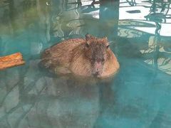 -海合安成都极地海洋公园