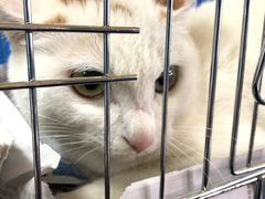 -荔康动物医院(康王北路店)