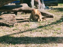 -大连森林动物园