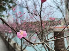 -望江楼公园