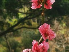 -桃花涧