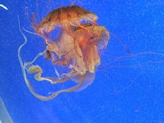 -上海海洋水族馆