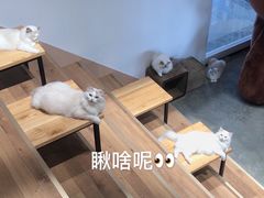 -瞄一喵猫咖(格力海岸店)