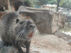 -深圳野生动物园