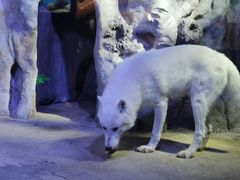 -芜湖新华联大白鲸海洋公园