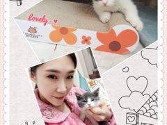 傻傻猫猫大本营-Bastet sally猫舍购宠(静安店)