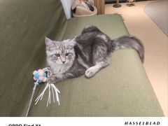 -御宝贝·A梦猫科宠物医院(国际猫友好医院)