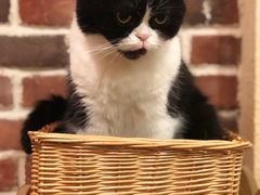 -猫友咖啡店(玉林西路店)