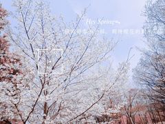 -顾村公园