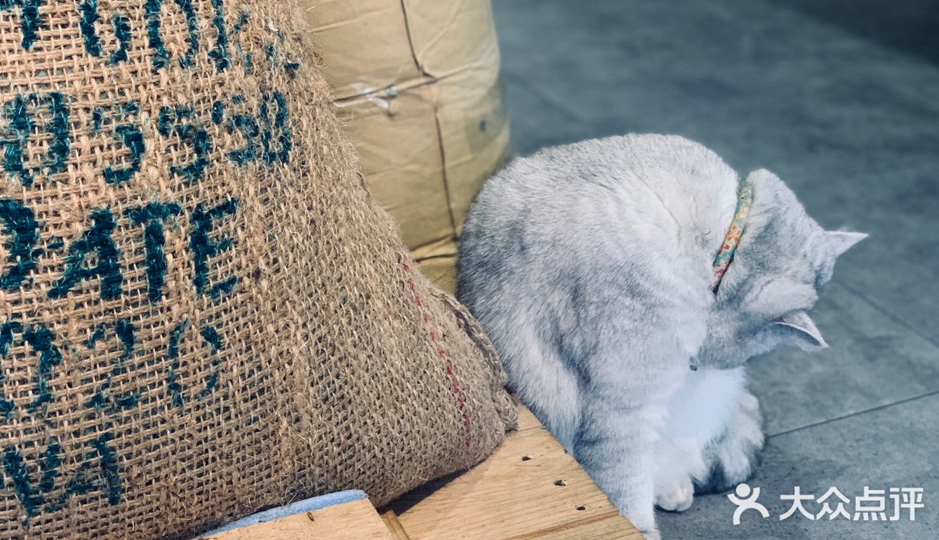 在这喝上一杯手冲，观察观察🐱们，午后时光舒服的紧[得意]