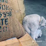 在这喝上一杯手冲，观察观察🐱们，午后时光舒服的紧[得意]