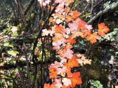 -叠溪松坪沟景区