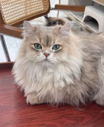 -柚子•猫美睫美甲