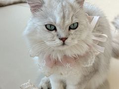 -怪兽屋·羊驼·猫咖·狗咖(俊华广场店)