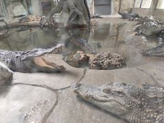 -常州淹城野生动物世界