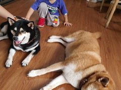 -柴犬高等学院·狗咖·柴犬售卖·宠物训练