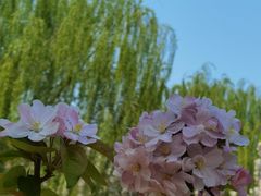 -海棠花溪(元大都城垣遗址公园)