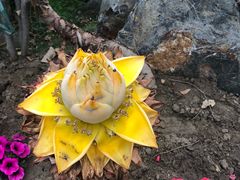 -南通洲际绿博园