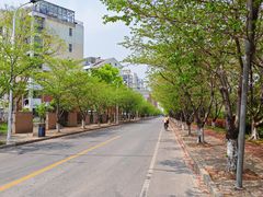 -高东镇樱花园