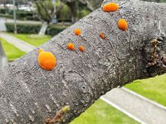 -武汉大学-樱园