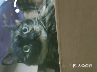 大家都是因为什么原因养猫的呢