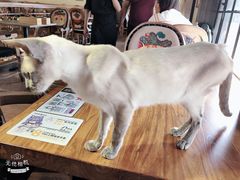 -more than meow吴止猫主题餐厅(承德 中船汇店)