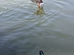 -朝阳公园