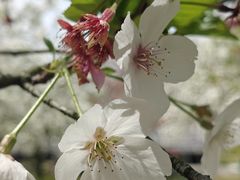 -天王浮山樱花园
