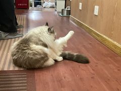 -MOCHA明星猫咖(田子坊店)
