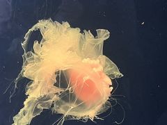 -西安曲江海洋极地公园