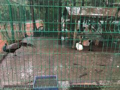 -大鹅岛绿色生态美食园