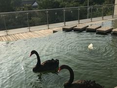 -行者书屋大堂吧 ·下午茶(南京圣和府邸酒店)