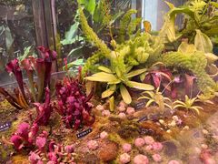 -中国科学院西双版纳热带植物园