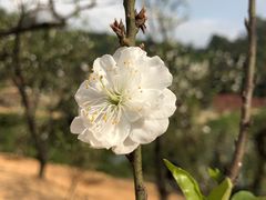 -南国桃园旅游度假区