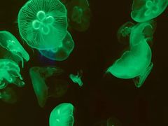 -上海海洋水族馆