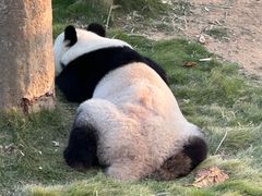 -西霞口神雕山野生动物世界