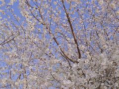 -桃花堤公园