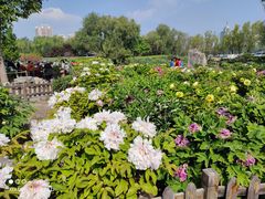 -莲花池公园