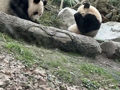 -都江堰中华大熊猫苑