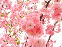 -天适樱花悠乐园