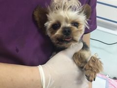 -达爱动物医院·犬猫分区·CT·复杂眼科(远洋山水分院)