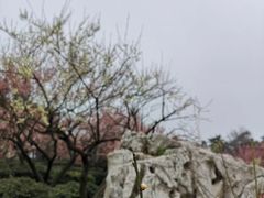 -香雪海