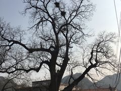 -康陵正德春饼宴26号