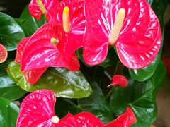 -秦美花卉(天朗·莱茵小城2期店)
