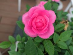 -哈根达斯(龙湖时代天街店)