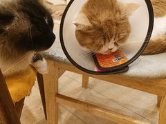 -Let's go狗咖·猫咖·奶狗·桌游(春熙路IFS店)